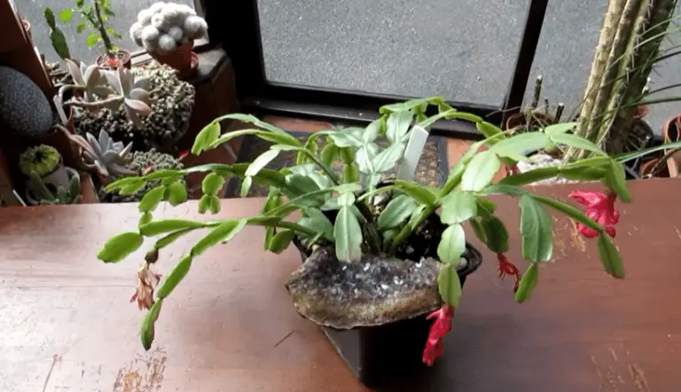 Christmas cactus drooping