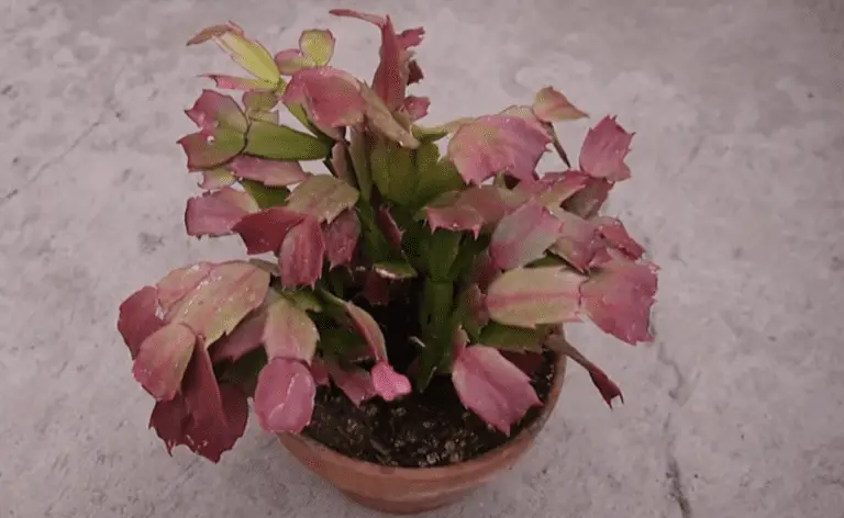 Xmas cactus turning red