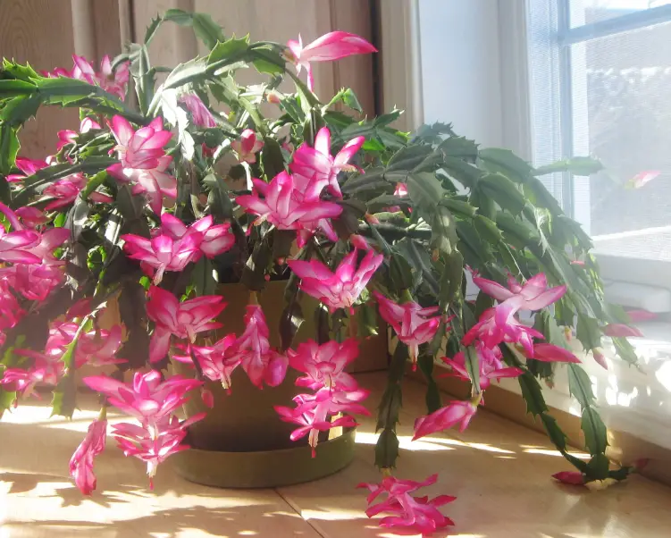 Do Christmas Cactus Need Sunlight? (How Much)?