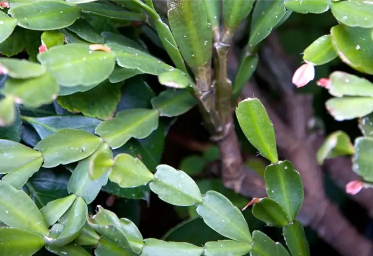 Old Christmas cactus care