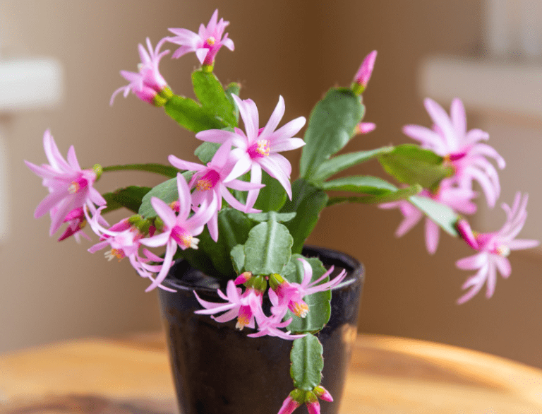 What it Means When Christmas Cactus is Blooming in June Citycacti