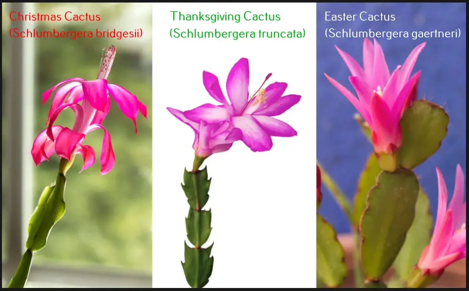 Christmas vs Thanksgiving vs Easter cactus