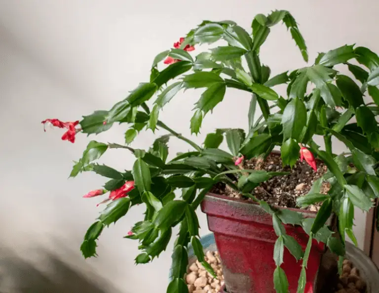 Thanksgiving cactus