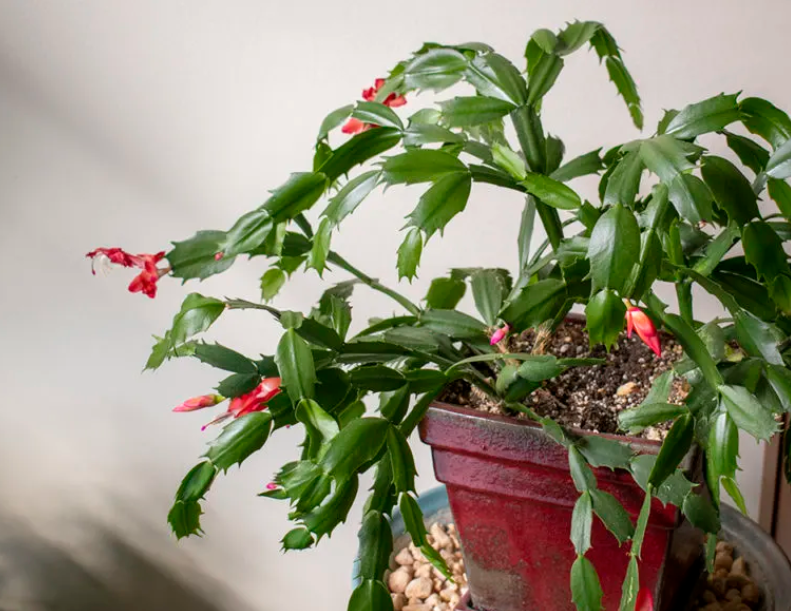 Thanksgiving cactus propagation