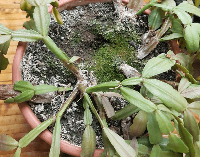 Christmas Cactus Root Rot: Signs + How to Treat