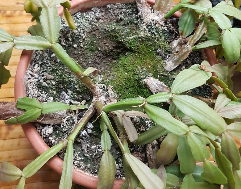 Christmas cactus root rot
