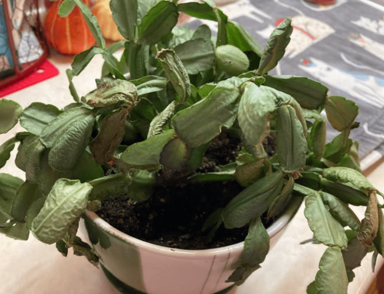 Christmas Cactus is Wilting? 5 Reasons + How to Fix