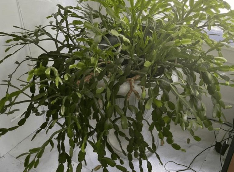 Christmas Cactus Woody Stem? What to do Next Citycacti