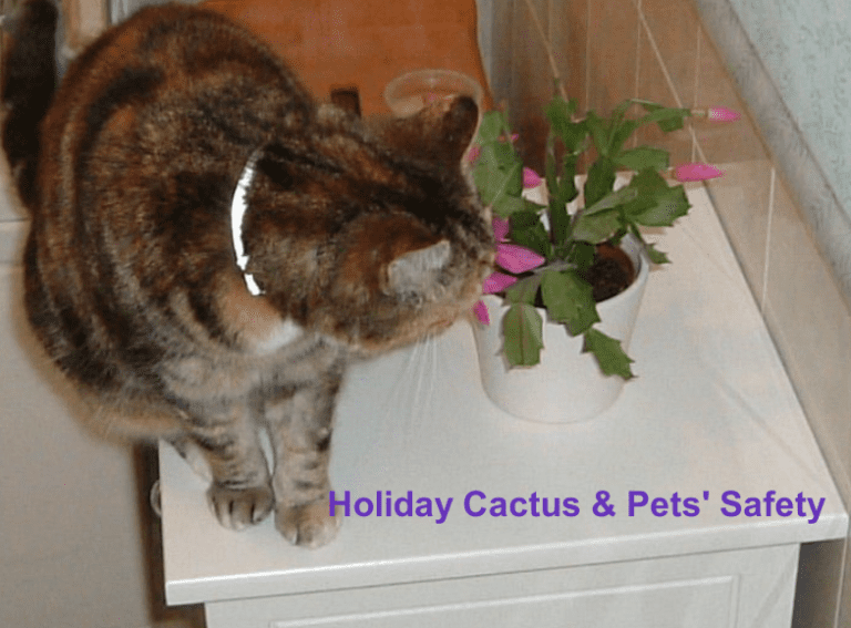 Is a Christmas Cactus Poisonous to Cats? What to do