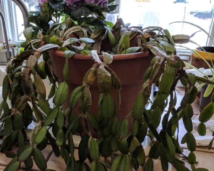 Neglected Christmas cactus