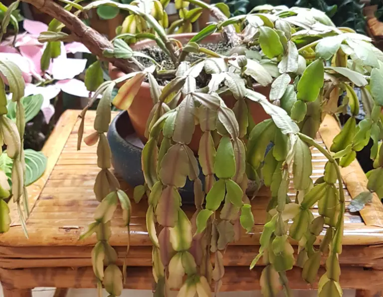 Overwatered Christmas Cactus Care – How to Save the Plant