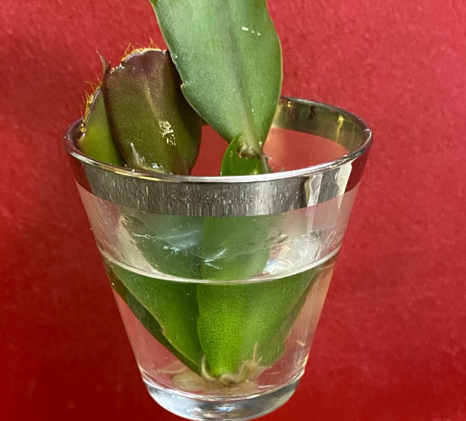 Propagating Christmas Cactus in Water – Ultimate DIY Guide