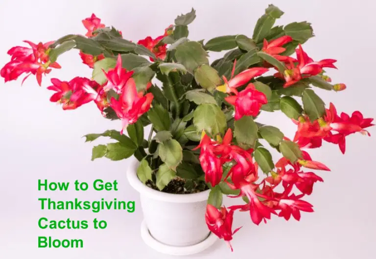 When do Thanksgiving Cactus Bloom? (How to Get it to Bloom)