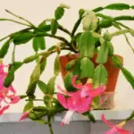 Christmas cactus yellowing