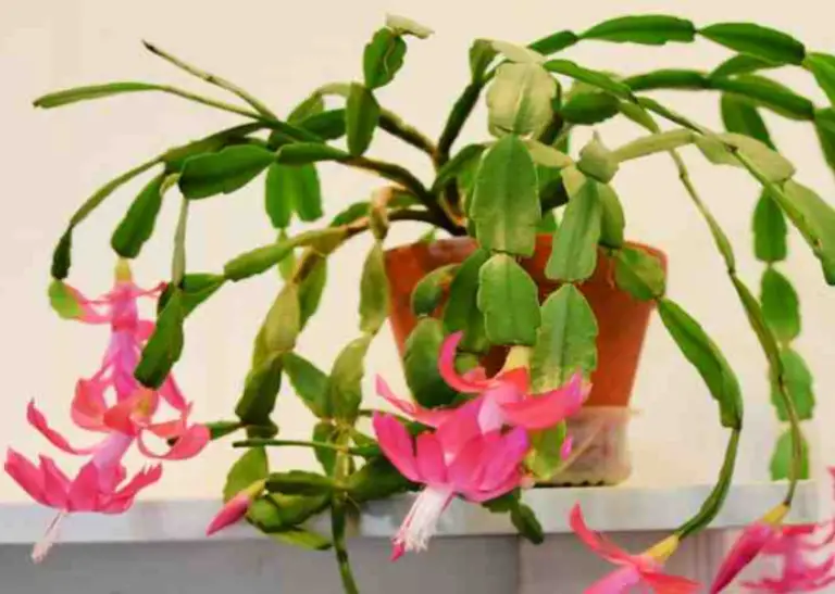 Christmas cactus yellowing