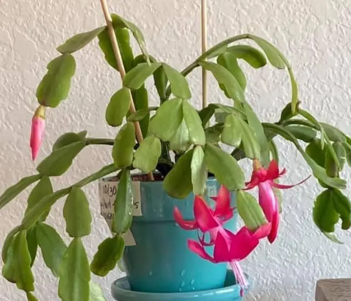 Christmas cactus indoor care