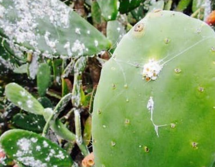How to Get Rid of Mealybugs on Cactus – 5 Nonchemical Ways