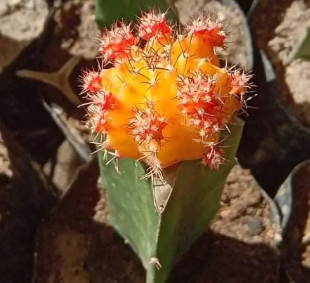 Moon cactus grafting and care