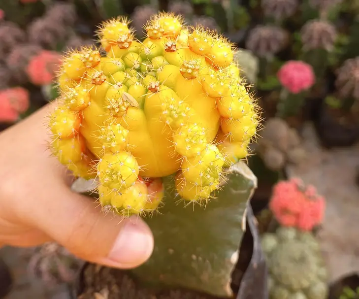 Moon Cactus Dying? Reasons & What to Do