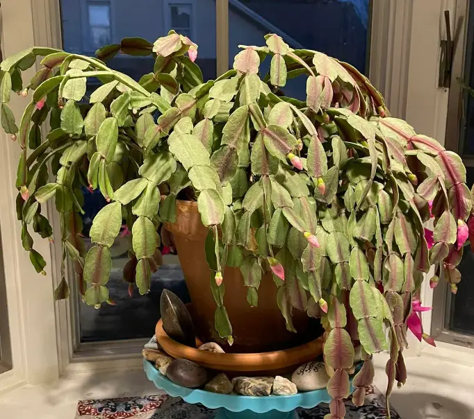 Signs of Underwatered Christmas Cactus and What to Do