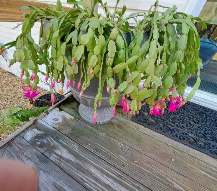 How to Grow a Bigger Christmas Cactus – Ultimate Guide