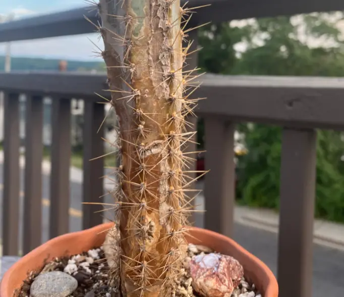 Cactus Corking vs Cactus Rot – Identification and Differences