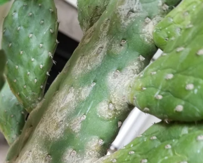 Why is My Cactus Turning White? 6 Reasons & How to Save the Plant