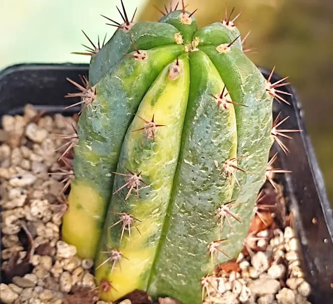 Why is my cactus turning yellow?