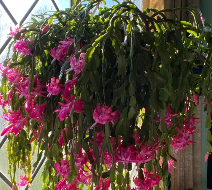 Christmas Cactus Not Growing? Here’s What to Do