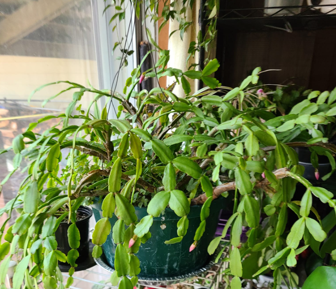 Can Christmas Cactus Live Outside? What to Do