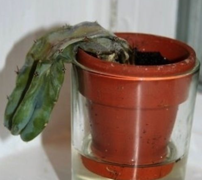 How to tell if a cactus is dead