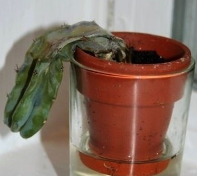 How to Tell if a Cactus is Dead – 5 Signs