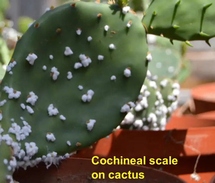 Scale on cactus signs and treatment