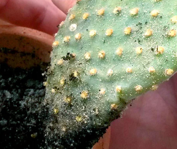 Why is My Cactus Squishy? Reasons and What to Do Next