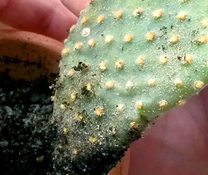 Why is my cactus squishy?