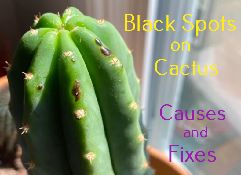 Black spots on cactus