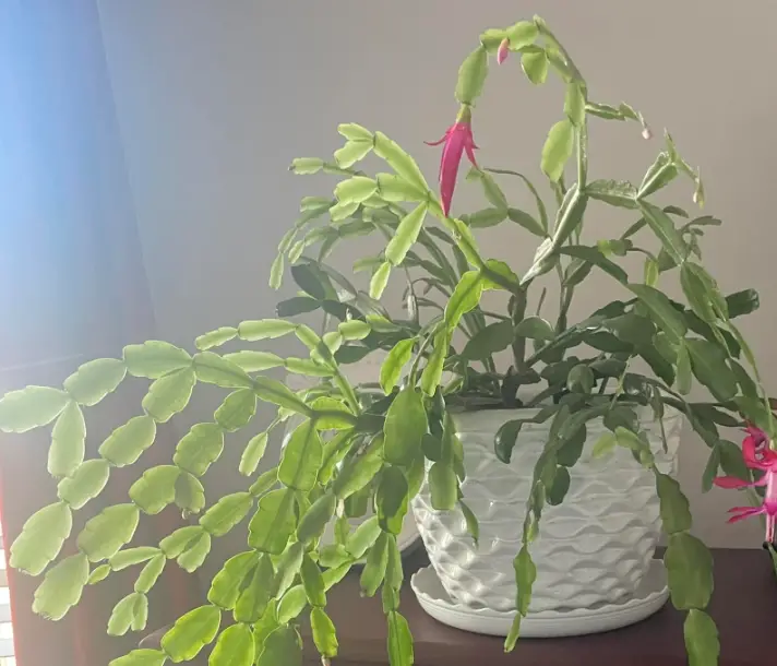 Christmas cactus temperature needs