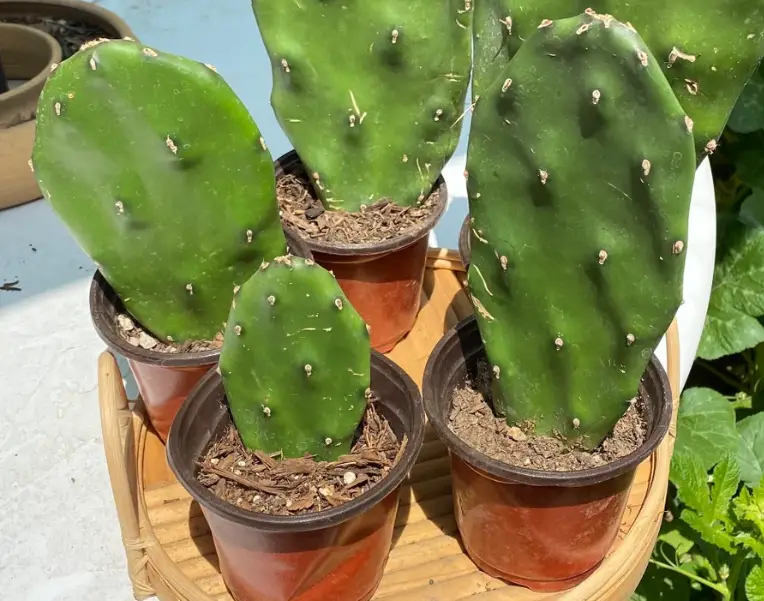 how to propagate prickly pear cactus