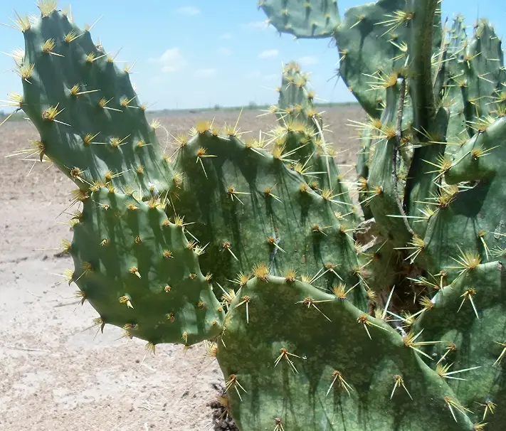 How Fast Do Prickly Pear Cactus Grow? What to Know