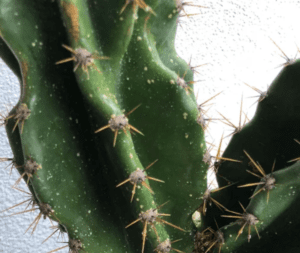 Spider Mites on Cactus – Signs + How to Treat – Citycacti
