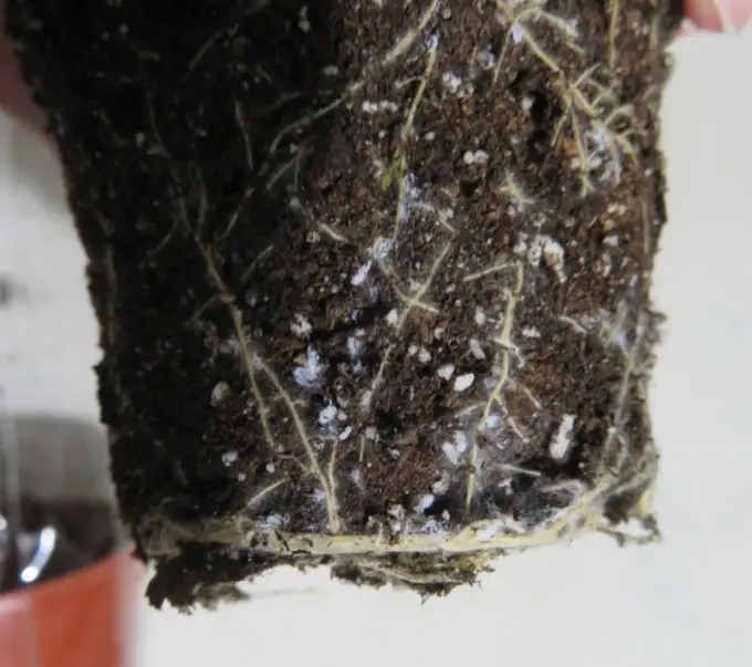 Tiny white bugs in houseplant soil