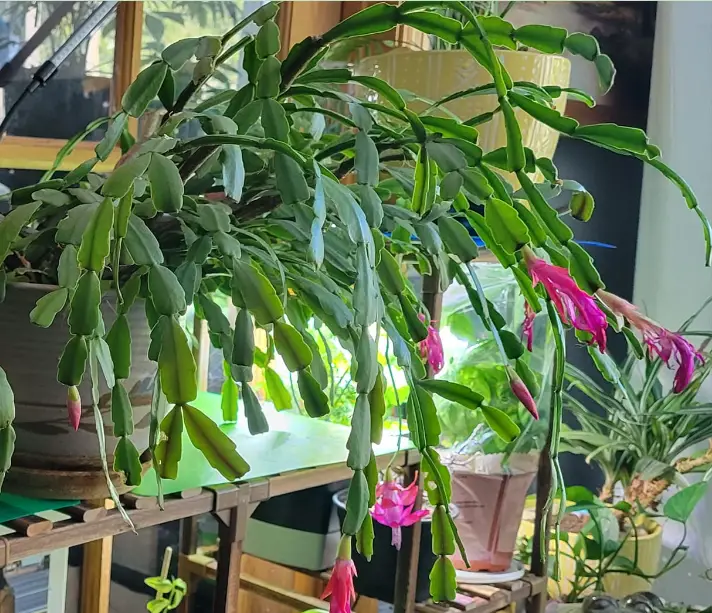 How Often Do Christmas Cactus Bloom? Flowering Cycle Explained