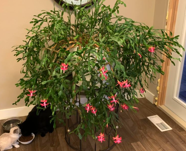 The Christmas cactus grown indoors