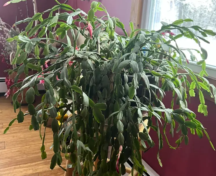 Christmas cactus leaves falling off