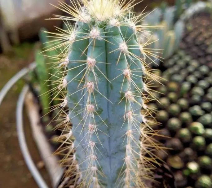 The blue torch cactus care