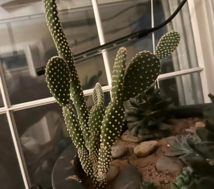 Bunny ear cactus long and skinny