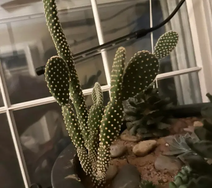 Bunny ear cactus grows long and skinny