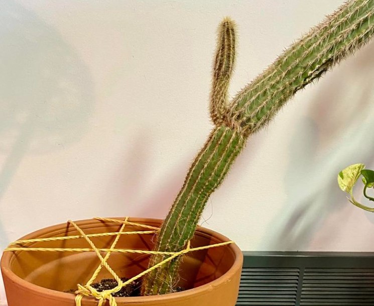 Cactus Too Tall and Falling Over – What to Do
