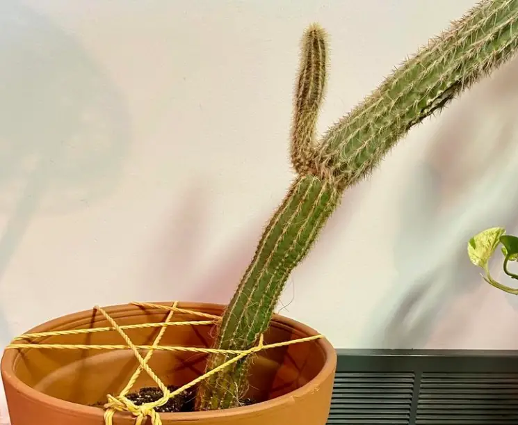 Cactus too tall falling over