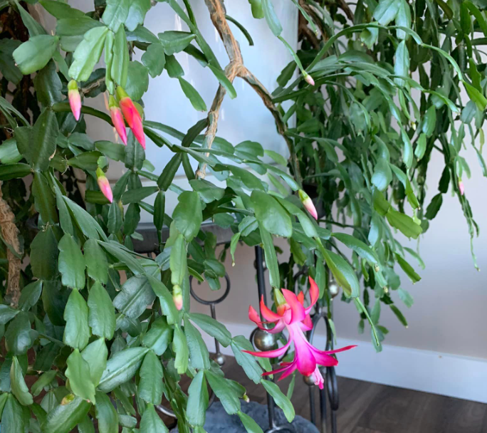 What it Means When Christmas Cactus is Blooming in June